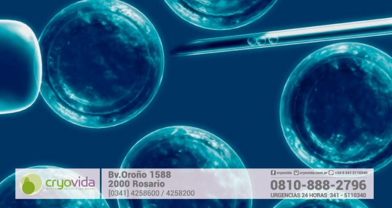 Criopreservación de células madre profundiza el avance de la medicina regenerativa