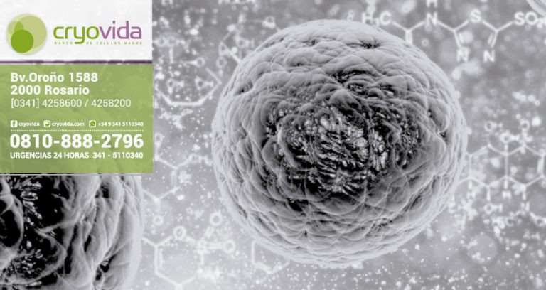 Identifican dos proteínas indispensables para preservar células madre de la piel