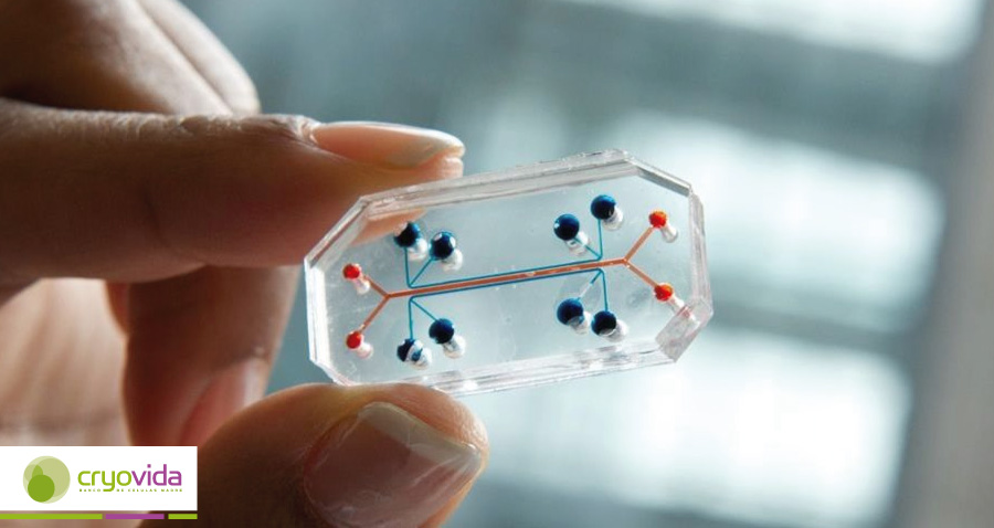 Las 7 dudas más frecuentes sobre células madre